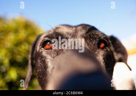 Portrait of large breed black dog. Stock Photo