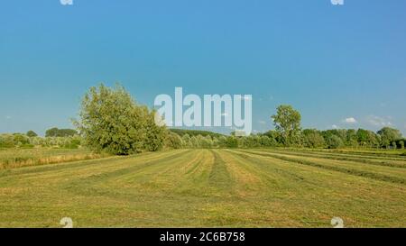 Sunny mown meadows with trees under a clear blue sky in Kalkense ...