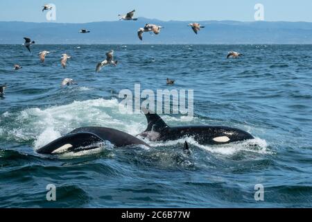 Transient killer whales (Orcinus orca), feeding on a California grey whale calf, Monterey Bay, California, United States of America, North America Stock Photo