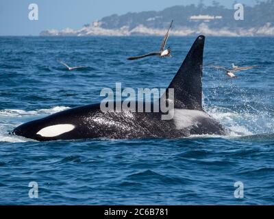 Transient killer whale (Orcinus orca) killing a California grey whale calf, Fishermans Cove, Carmel, California, United States of America, North Ameri Stock Photo