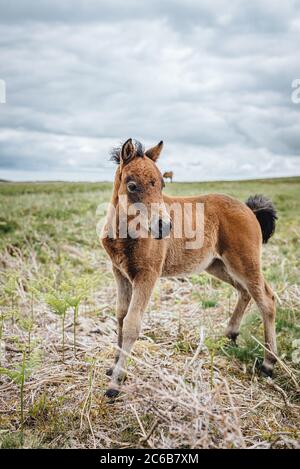 Dartmoor Ponies are semi-feral, free-roaming, native-breed ponies found on Dartmoor, Devon, England, UK, Stock Photo
