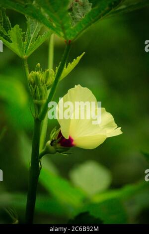 Fresh yellow hollyhock flower. Green background. Stock Photo
