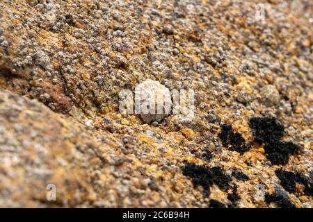 Close up of a limpet (patella vulgata) on a rock surface near the sea Stock Photo