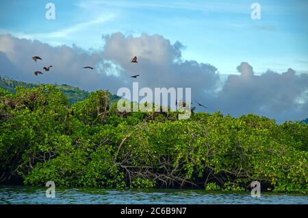 Flying foxes on the background of mangroves. Lesser Sunda Islands, Indonesia Stock Photo