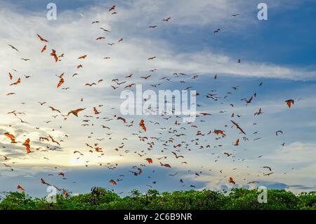 Flying foxes on the background of mangroves. Lesser Sunda Islands, Indonesia Stock Photo