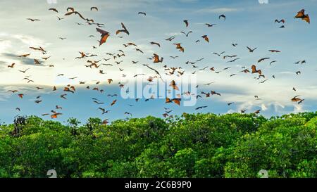 Flying foxes on the background of mangroves. Lesser Sunda Islands, Indonesia Stock Photo