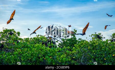 Flying foxes on the background of mangroves. Lesser Sunda Islands, Indonesia Stock Photo