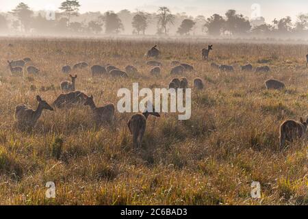 Huge numbers of Indian hog deer (Hyelaphus porcinus), Kaziranga National Park, UNESCO World Heritage Site, Assam, India, Asia Stock Photo