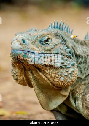 Blue iguana (Cyclura lewisi), Queen Elizabeth II Botanic Park, North Side, Grand Cayman, Cayman Islands, Caribbean, Central America Stock Photo