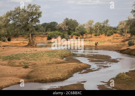 Elephant (Loxodonta african) in Shingwedzi river bed, Kruger National Park, South Africa, Africa Stock Photo