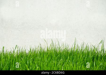 Background light concrete wall with green grass Stock Photo