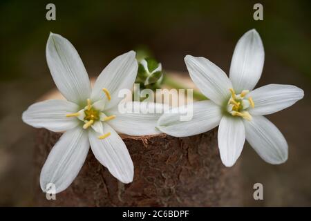 Spring flower Ornithogalum umbellatum in the meadow. Known as Garden star-of-Bethlehem, Grass lily, Nap-at-noon or Eleven-o'clock. Stock Photo