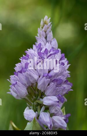 Flowering plant Orchis militaris in the spring in the meadow. Known as Military Orchid. Detail of flower head, green background. Stock Photo