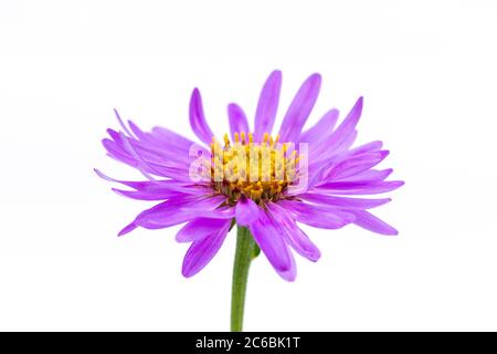 Aster frikartii 'Floras Delight' flower against a white background Stock Photo