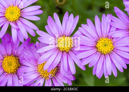 Aster frikartii 'Floras Delight' lilac coloured flowers blooming in summertime, England, UK Stock Photo