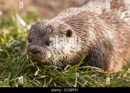 Close up of an Asian short-clawed/small-clawed otter (Aonyx cinereus) isolated outdoors at UK wildlife park, wet after swimming. Stock Photo