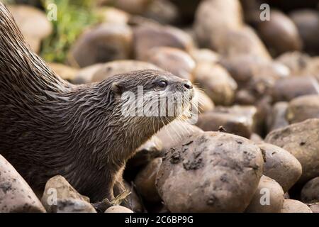 Detailed, side view close up of Asian short-clawed/small-clawed otter (Aonyx cinereus) isolated outdoors at UK wildlife park, wet after swimming. Stock Photo
