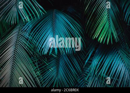 Tropical jungle Background of palm tree leaves with a blue hue Stock Photo