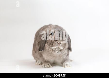 A lone lop-eared grey rabbit on a white background. Copy space. Concepts of pet care and animal shelters. Stock Photo