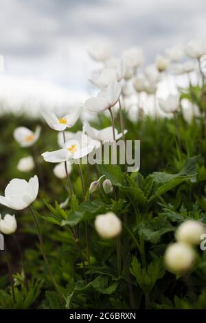White Anemone parviflora flowers growing in wild meadow. Beautiful spring lanscape copy space Stock Photo
