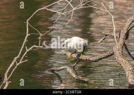 A snowy egret perches on a dead tree branch by the lake shore, San Francisco, California, USA. Stock Photo