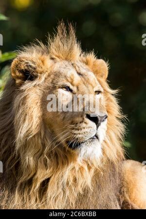 Front close up of a male Asiatic lion (Panthera leo persica) enjoying his afternoon siesta, relaxing in sunshine at Cotswold Wildlife Park, UK. Stock Photo
