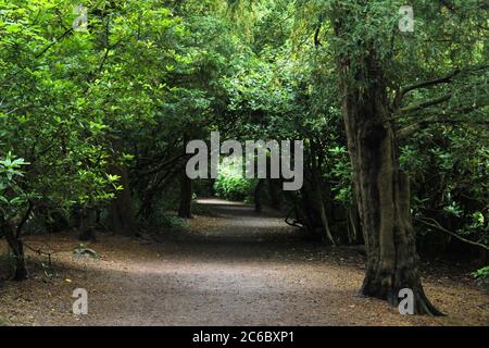 Tree tunnel forest walk through Manor park in Glossop, England Stock Photo