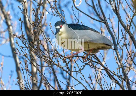 A close up of a Black-crowned Night Heron during mating and breeding season, with vibrant red eye, pink legs and feet, and long white head plumes. Stock Photo