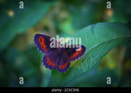 Northern Brown Argus butterfly, Latin name Plebeius artaxerxes on a green leaf close-up. Stock Photo