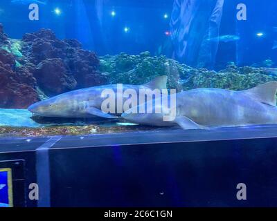 Orlando, FL/USA-7/3/20: Two nurse sharks in the shark viewing tunnel at Seaworld in Orlando, Florida. Stock Photo
