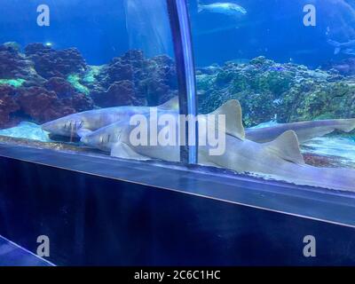 Orlando, FL/USA-7/3/20: Two nurse sharks in the shark viewing tunnel at Seaworld in Orlando, Florida. Stock Photo