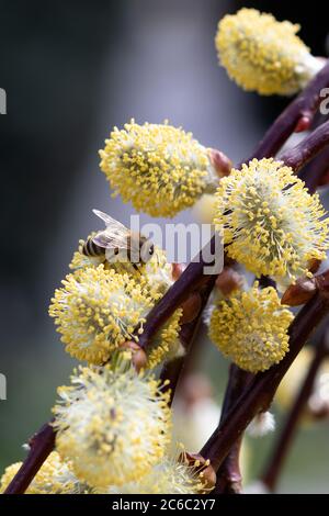 https://l450v.alamy.com/450v/2c6c2y7/bee-on-the-willow-catkins-macro-2c6c2y7.jpg