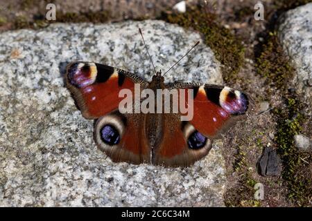 butterfly peacock on the stone floor macro Stock Photo
