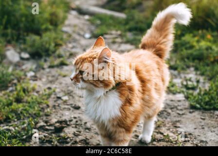 A red orange cat with white spots walks along the paths with green grass.