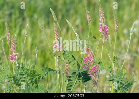 Common sainfoin (onobrychis viciifolia) flowers in bloom in a meadow Stock Photo