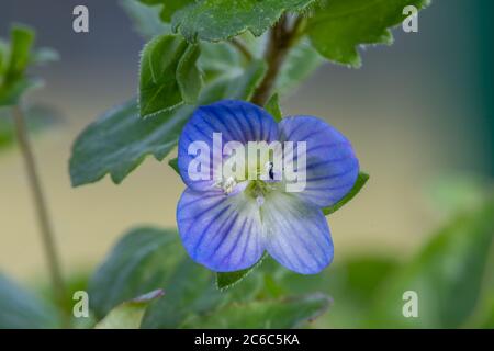 Macro shot of a common speedwell (veronica arvensis) flower Stock Photo