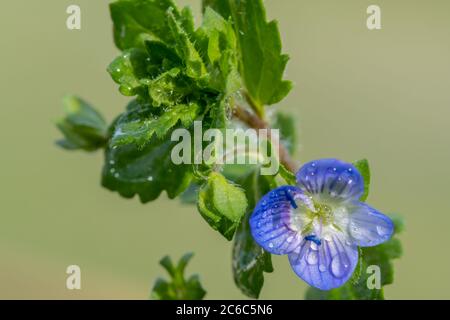 Macro shot of a common speedwell (veronica arvensis) flower Stock Photo