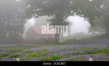 Emsworthy Barn in Spring surrounded by bluebells Stock Photo