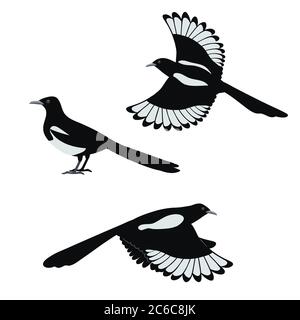 Set of flat vector illustration of magpie birds isolated on white background. Stock Vector