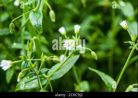 Cerastium fontanum, also called mouse-ear chickweed flower Stock Photo