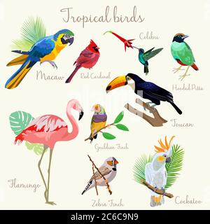 Bright color Exotic tropical birds set isolated. Stock Vector