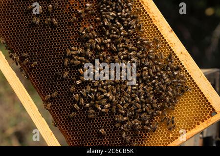 Many bees on a beehive frame collecting nectar and honey for the queen Stock Photo