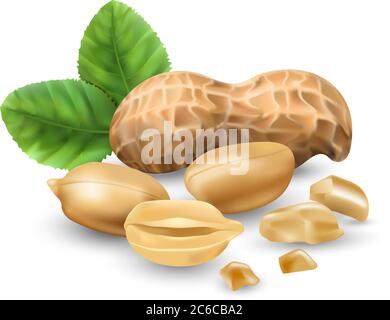 Peanuts in vector 3D illustration realistic. For packaging with peanut butter, nut mix. Vegetable protein for vegetarians, a useful product. Stock Vector