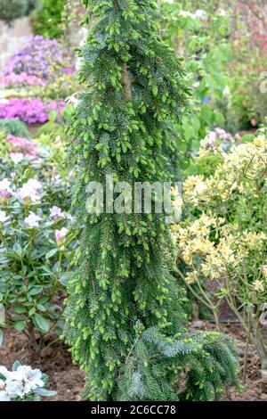 Serbische Fichte, Picea omorika Pendula Bruns, Serb spruce, Picea omorika Pendula Bruns Stock Photo