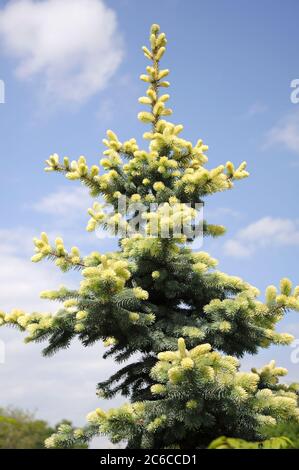 Blau-Fichte, Picea pungens Glauca Albospica, Blue spruce, Picea pungens Glauca Albospica Stock Photo