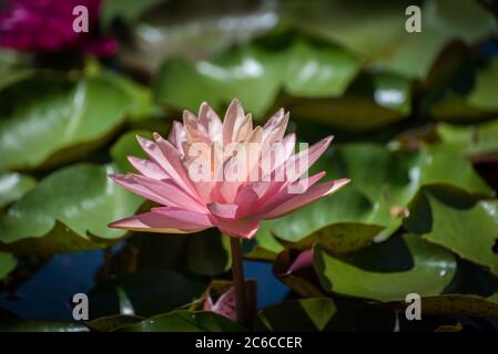 Pink water lily (Nymphaea species) flower on large round leaves Stock Photo