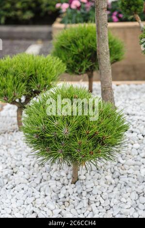 Kugel-Kiefer, Pinus Marie Brégeon, Ball pine, Pinus Marie Brégeon Stock Photo