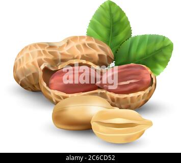 Peanuts in vector 3D illustration realistic. For packaging with peanut butter, nut mix. Vegetable protein for vegetarians, a useful product. Stock Vector