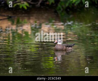 Male Wood Duck (Aix sponsa), swims in a Franklin Canyon pond, Beverly Hills, CA. Stock Photo