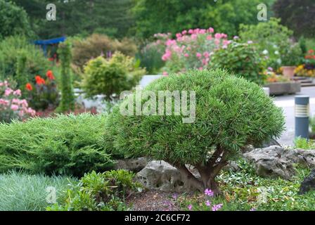 Zwerg-Kiefer, Pinus mugo Mops, Dwarf pine, Pinus mugo pug Stock Photo